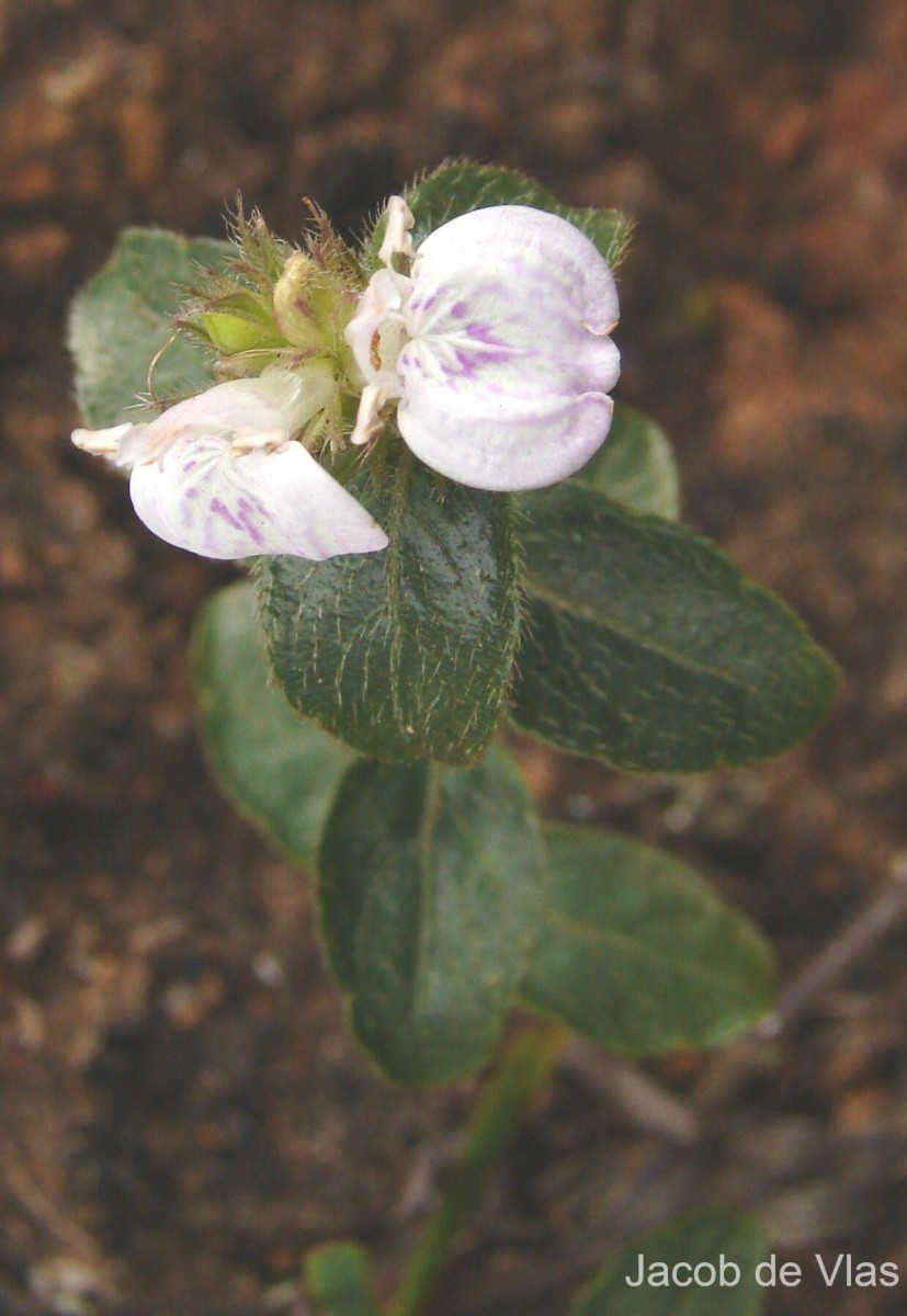 Rostellularia latispica (C.B.Clarke) Bremek.